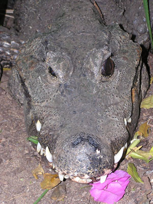 Не поверите, но на фото крокодил играет с розовым цветком