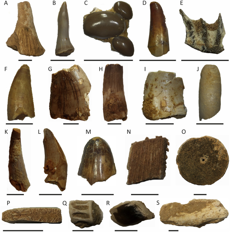 Многообразие зубов древних рептилий