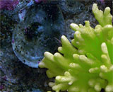 Коралловые рифы как летопись климатических изменений