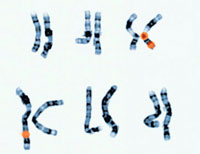 Ученые добились успеха в создании и внедрении искусственной хромосомы