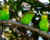 Австралийцев атакуют волнистые попугайчики
