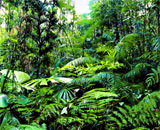 Углеродный цикл в лесной экосистеме строится на содержании нутриентов в почве