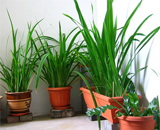 5 комнатных растений, которые могут спасти вашу жизнь