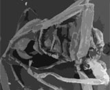 Антарктическое насекомое оказалось обладателем самого короткого генома