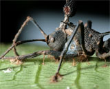 Кордицепс способен зомбировать лишь один вид муравьев