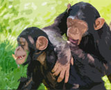 Ученые выяснили, почему шимпанзе убивают себе подобных