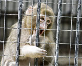 Приматы научились жертвовать стремлением к справедливости ради коллектива