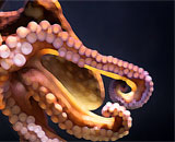 Девятиногий осьминог, как и ранее шестиногий, оказался мутантом