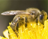 Полное вымирание пчел – вопрос времени