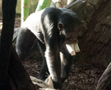 Шимпанзе ради лакомства готовы преодолевать расстояния