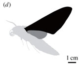 Жужжальца насекомых выполняют функцию гироскопов
