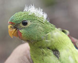 Тасманский ласточковый попугай может повторить судьбу додо