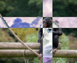 Навыки планирования пути у шимпанзе напоминают способности ребенка