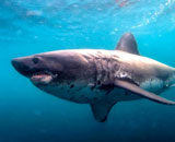Выяснилось, чем некоторые акулы расплачиваются за физиологические преимущества