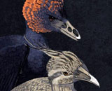 Ученые восстановили процесс превращения челюсти рептилий в птичий клюв