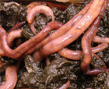 Шотландские ученые ведут перепись дождевых червей