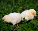 Петух или курица: все решает спорный ген