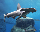 Акула-молот, возможно, самый глазастый представитель животного мира