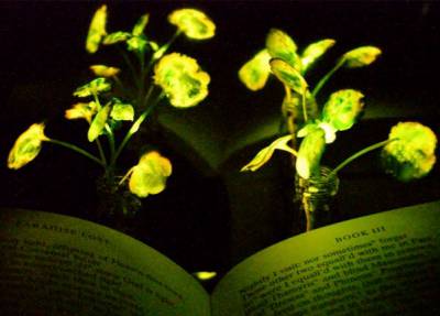 Светящиеся растения из Аватара появятся на Земле