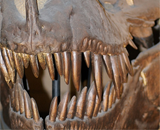 Динозавров доканала болезнь зубов?