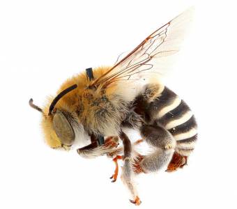 Ученые наконец выяснили, откуда взялись пчелы
