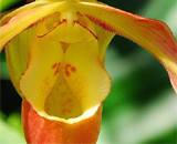 Ученые разобрались в половых трюках орхидеи