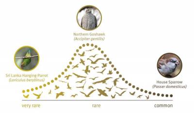 Открыта универсальная закономерность изменения численности живых видов