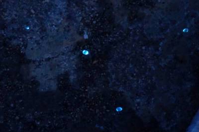 PRSB: Морские светлячки синхронизируют свечение в поисках вторых половинок