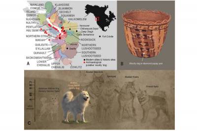 Science: Открыто генетическое происхождение вымерших салишских шерстистых собак