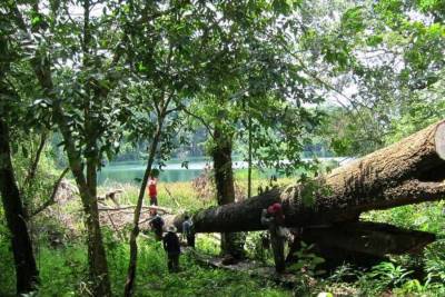 Ученые требуют сохранить тропические леса Азии, чтобы избежать катастрофы