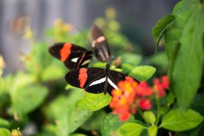 Science: Облик будущих партнеров запечатлен у бабочек Heliconius в генах
