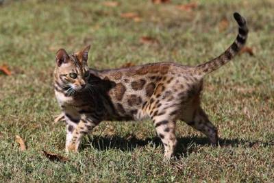 Current Biology: У бенгальских кошек в ДНК лишь несколько процентов от леопарда
