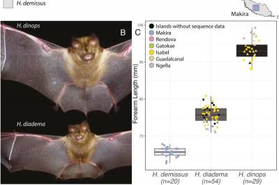 Evolution: Островные летучие мыши одного вида эволюционируют по-разному