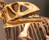 Ученые обнаружили новые внешние отличия динозавров