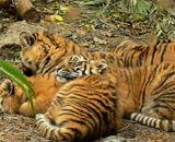 WWF опубликовал карту горячих точек для тигров