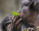 Бонобо не любят питаться в одиночестве