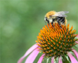 Пчелы видят цвета на сверхскорости