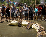 Святая Пасха с 5-ти метровыми крокодилами