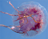 Глобальное потепление "достало" даже медуз