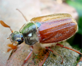 В Великобритании - нашествие майских жуков