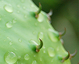 Колючий кактус полезен мягким нутром