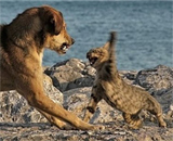 Животные тоже подразделяются на левшей и правшей