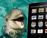 Дельфинов научат пользоваться iPad