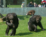 Шимпанзе в битвах "за асфальт" убивают себе подобных