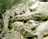 Крокодилы Борнео вне опасности