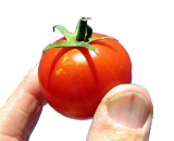 Как продлить жизнь томатов