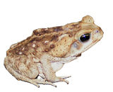 Тростниковой жабе глобальное потепление на руку