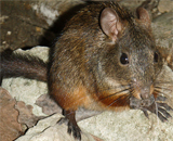 В Азии найдены останки гигантской крысы