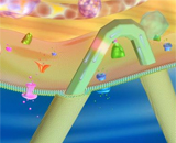 Наноразмерные транзисторы позволят проводить чувствительные исследования в клетках