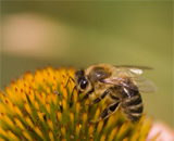 Пчелы вымирают, но повода для беспокойства нет?